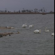 Стая лебедей появилась на озере близ Евпатории