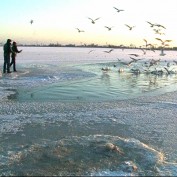 Замерзшим лебедям помогают спасатели