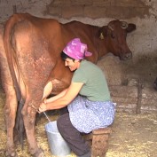 Жителям села Кукушкино не платят деньги за молоко