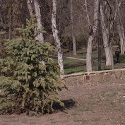 В Гагаринском парке украли ели