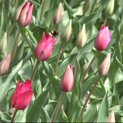Сто тысяч тюльпанов расцвели в Никите