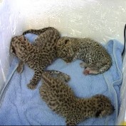 Тройня амурских леопардов родилась в ялтинском зоопарке
