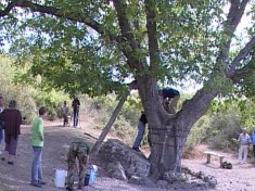 Дерево-киногерой приехал лечить эколог из Киева