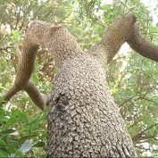 Фисташка из Никитского ботсада претендует на звание старейшего дерева Украины