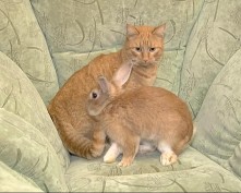Кот и кролик будут вместе весь 2011 год