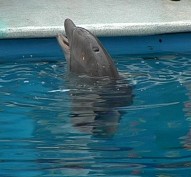 Дельфины и школьники – в спектакле "Эко-Крым"