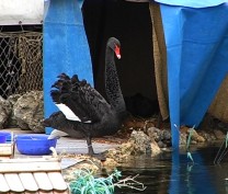 Пара черных лебедей в Севастополе ждет птенцов
