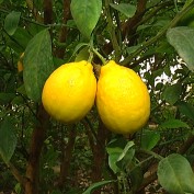 Лимон со вкусом апельсина