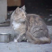 Бездомных животных Симферополя теперь защищает "Верный друг"