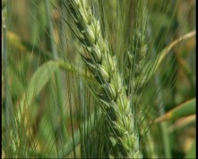Каким в этом году будет урожай зерновых в Крыму?