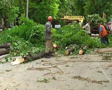 В Симферополе рубят деревья, несмотря на протесты местных жителей