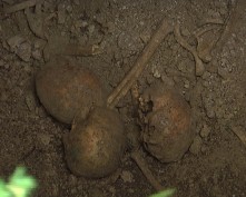Могильник в Опушках вновь грабят «черные» археологи