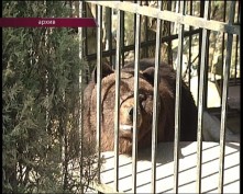 Грабитель вскрыл сейф в ялтинском зоопарке (видео)