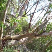 Тысячелетние дубы, земляничники и древняя маслина. Старейшее дерево Украины экологи ищут в Крыму