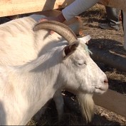 В Белогорском районе доили коз и стригли баранов на скорость