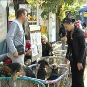 До нового года городские власти собираются ликвидировать зоорынок на улице Пушкина в Симферополе