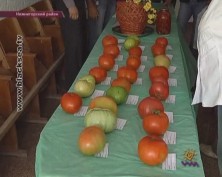 Фестиваль томатов в Нижнегорском районе