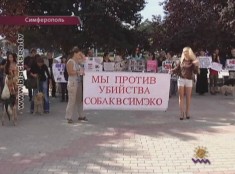 В Симферополе волонтеры призвали власти позаботиться о бездомных животных