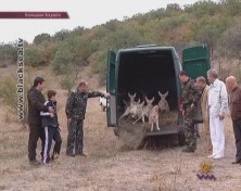 В Крыму теперь живут европейские лани