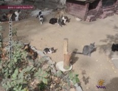 В Керчи женщину осудили за помощь бездомным животным