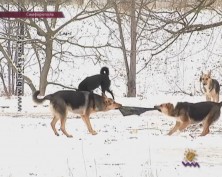 В Симферополе бездомная собака нападает на прохожих