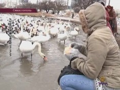 Почему лебеди остаются на зимовку в Крыму?