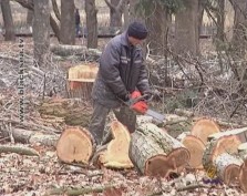 Масштабный снос сухих деревьев в Гагаринском парке