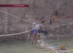 Учения кинологов-волонтеров в Соколином