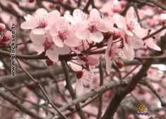 Будет ли урожай абрикосов в Крыму?