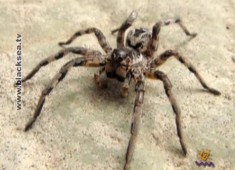 На детской площадке в Симферополе появились тарантулы