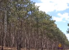 Как крымские леса готовятся защищать от нерадивых туристов?