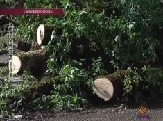 В Симферополе упавшее дерево уже не первый день лежит на проезжей части
