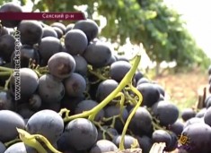 В Украине готовятся собрать хороший урожай винограда – полмиллиона тонн