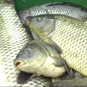 60 кг. рыбы изъяли у стихийных торговцев в Джанкое
