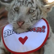 Бенгальский тигр появился в зоопарке "Сказка"
