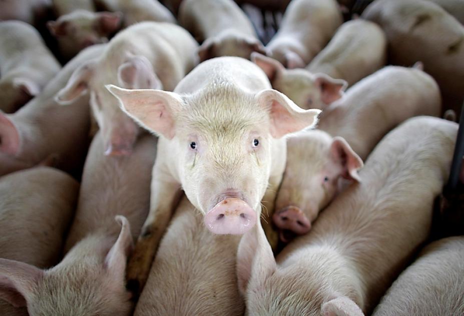 Новый падеж свиней: африканская чума подбирается все ближе к крымской столице