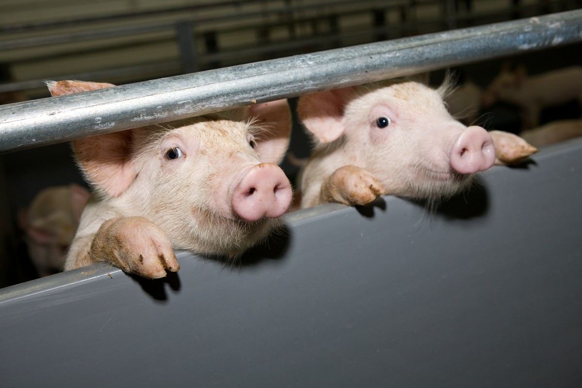 Новый падеж свиней: африканская чума распространяется по Крыму