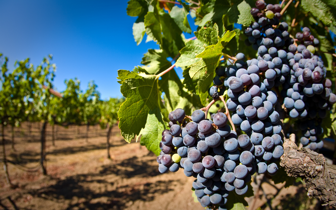Итальянцы хотят производить вино в Крыму