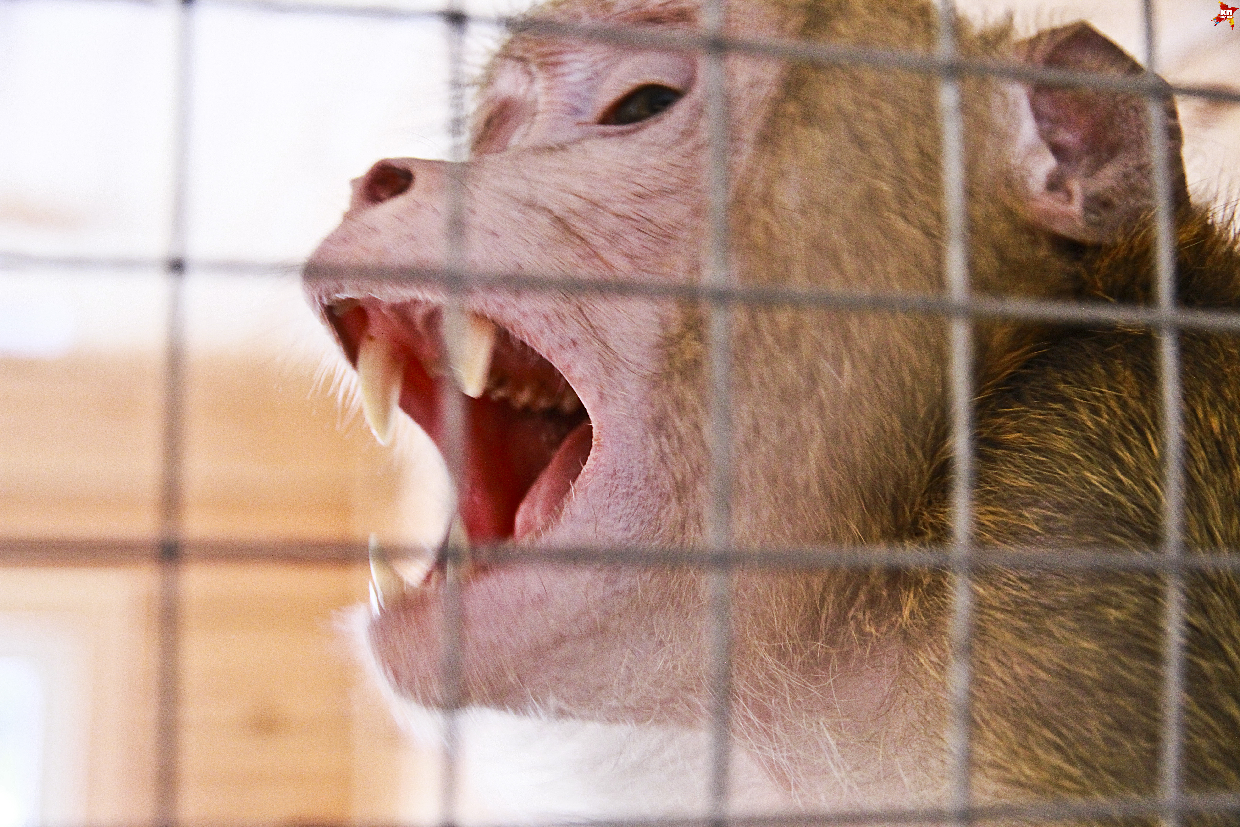 В мариупольском зоопарке родители скормили обезьяне палец своего сына