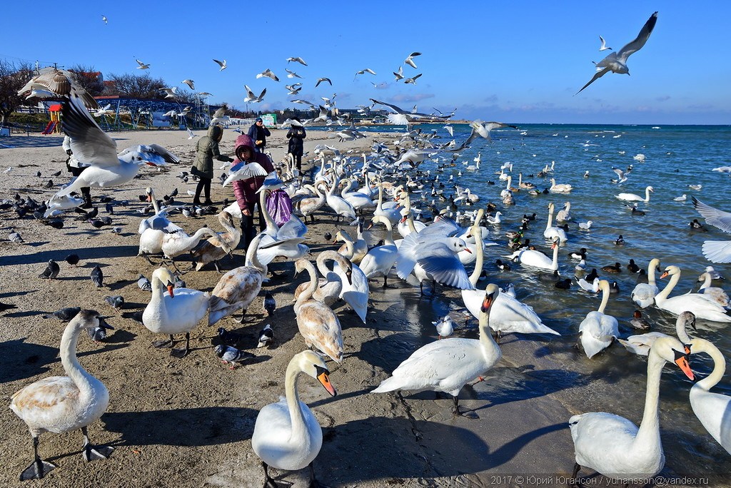 В Севастополе из-за льда начинают гибнуть лебеди