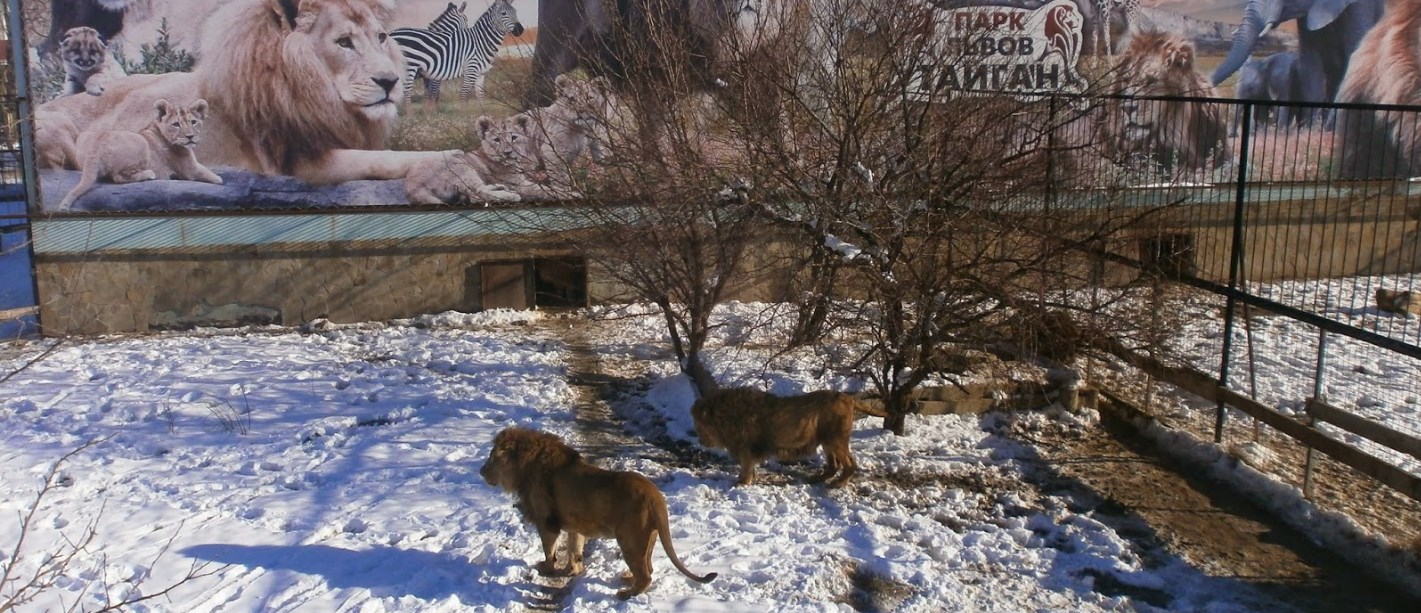 В Крыму рабочий умер от укусов – подозревают хищников из парка львов «Тайган»