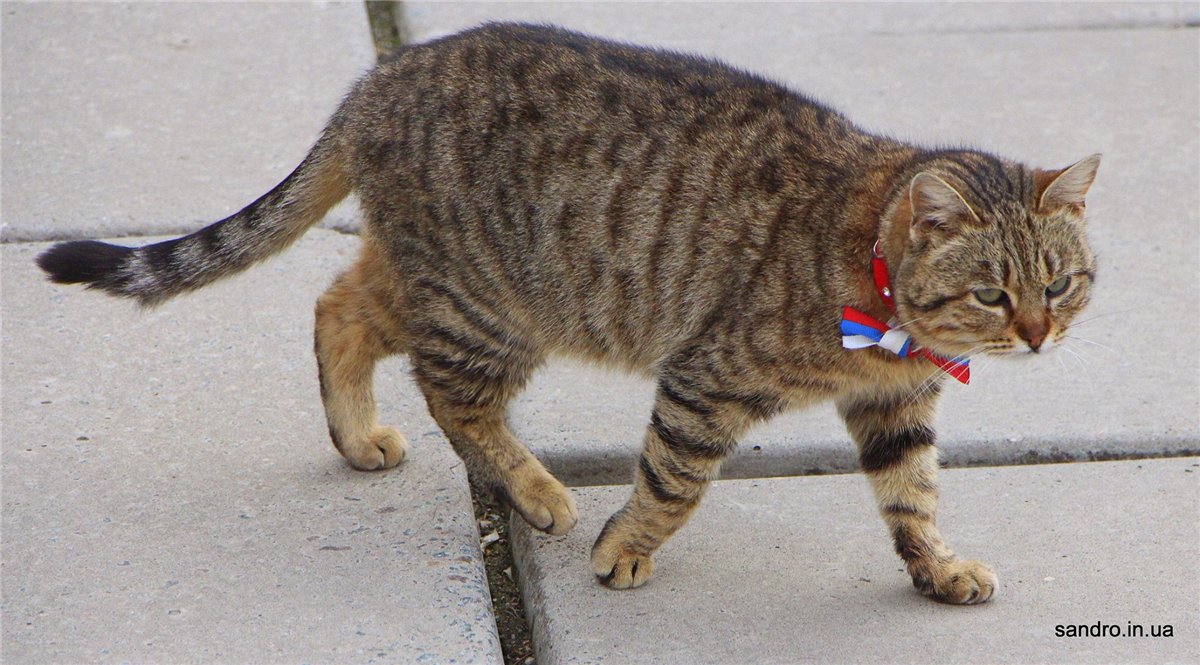 Новым символом Крыма может стать кот по имени Ватник