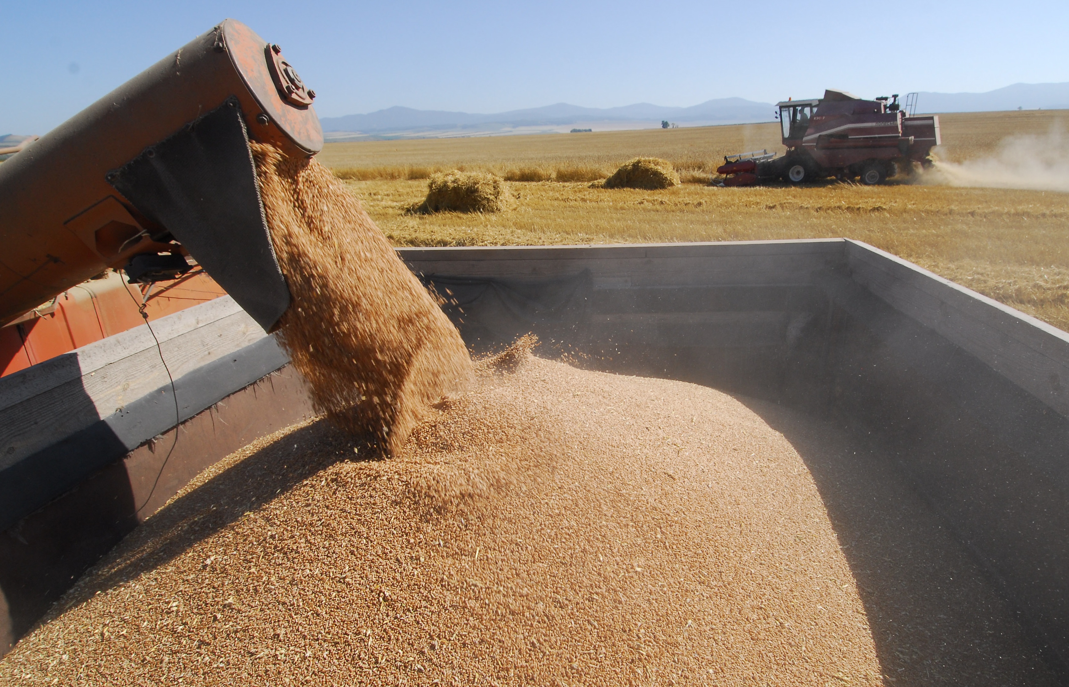 Оккупанты в Крыму собрались продавать пшеницу в Китай