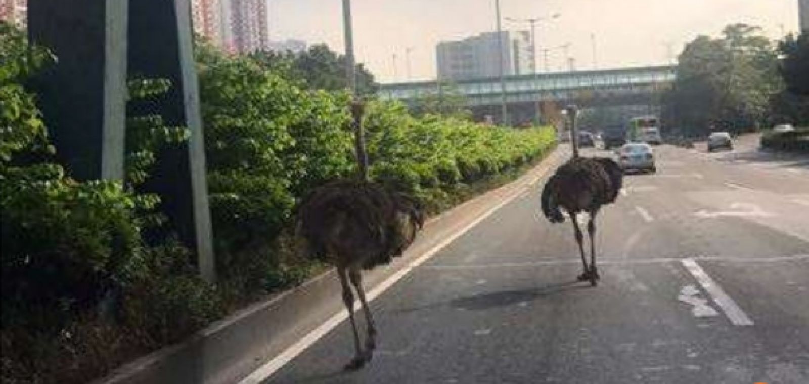 Марафон страусов в Китае закончился печально