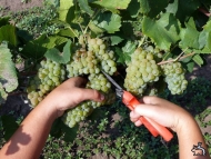 Виноделы Севастополя без украинских рабочих не могут убрать урожай