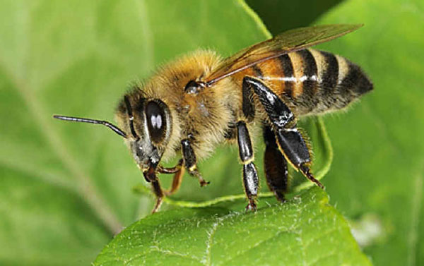 Украинские пчелы помогут спасти находящихся на грани исчезновения канадских, – посол Ващук
