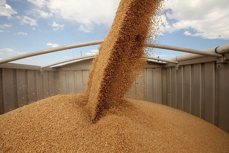 Засушливое лето может остановить экспорт крымского зерна