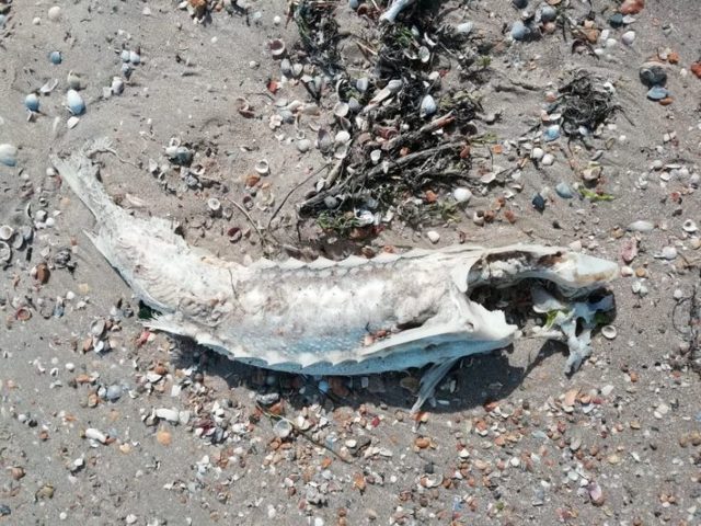 На крымское побережье выбросило мертвых осетров и дельфинов