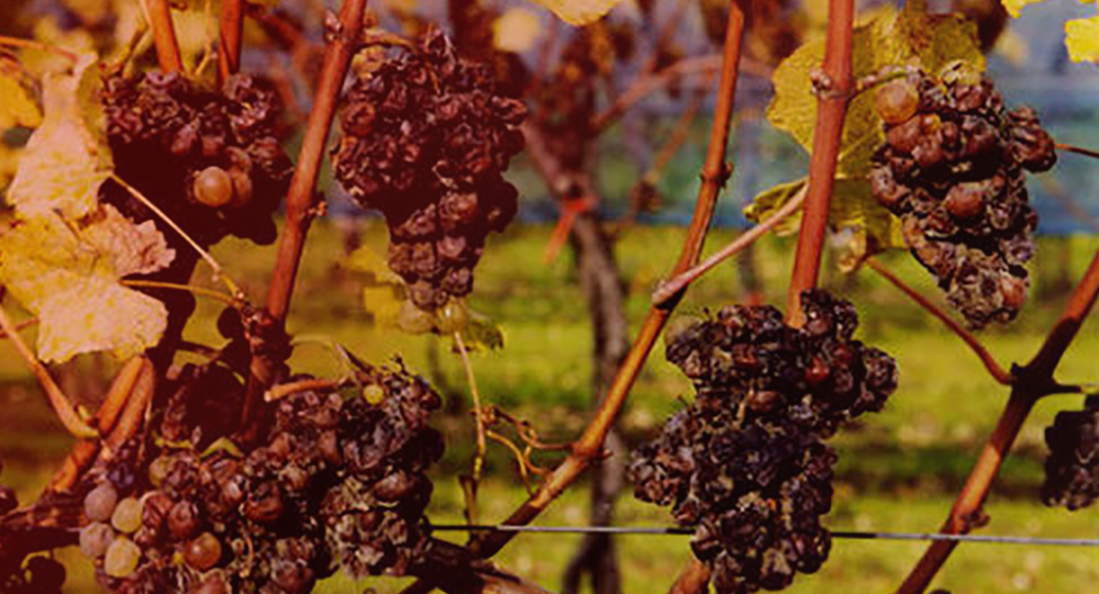 У Криму гинуть виноградники
