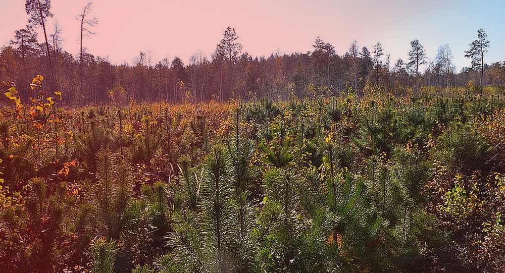 Минэкоэнерго объявило Всеукраинскую акцию «Восстанавливаем леса вместе»